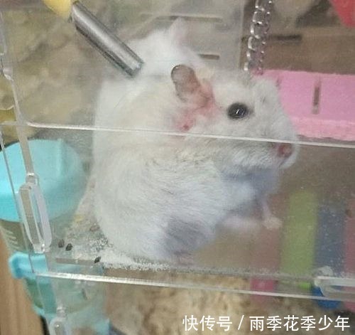 女孩买了2只仓鼠,开心的把它们养在一起,