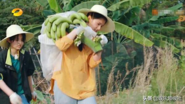  向往|《向往的生活4》收割香蕉号称四季最累，网友们都笑了