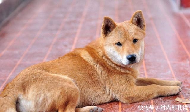 狗肉|宋徽宗下令禁止吃狗肉，臣子上书只写了一句话，徽宗看后只好作罢