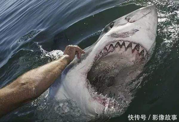 影像|影像故事:世界上最温顺的动物之一----鲨鱼