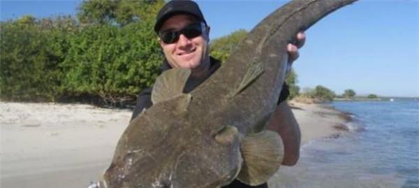 潮汕地区|这鱼在我国不值钱,潮汕人懂它的价值,到了日本摇身一变成高档货