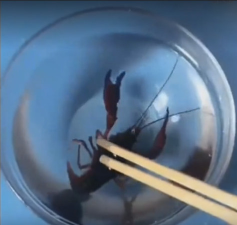 测试|女子作死将龙虾放零下三百度液氮中,测试后龙虾竟这种反应!
