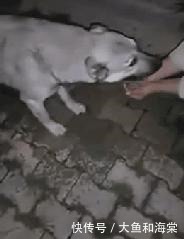 教养|抱歉!连流浪狗都有的教养,有些人却没有