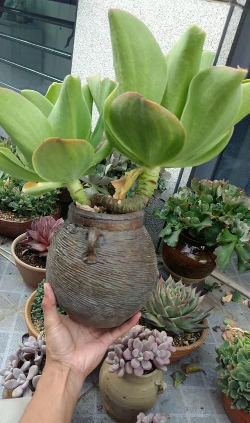 个个|他用菜坛子养多肉,1分不花又好看,个个壮得像白菜