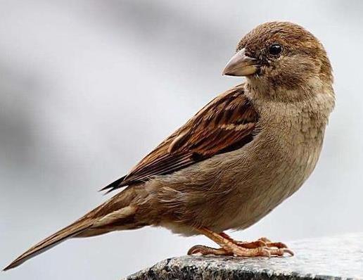 粪便|这些动物的粪便不仅能吃,还价值不菲,有的甚至比黄金还贵