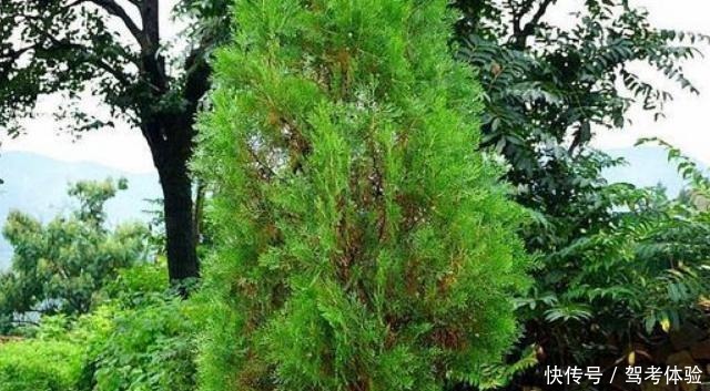 改正|家乡若还用它“熏腊肉”,请你们改正一下,因为此树极为珍贵