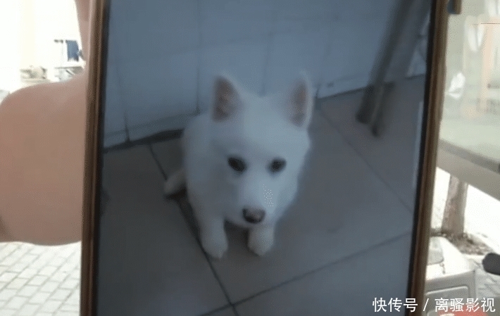  路上|城管车马路上撞到狗，遭主人指责态度不好，城管：没拴绳全责