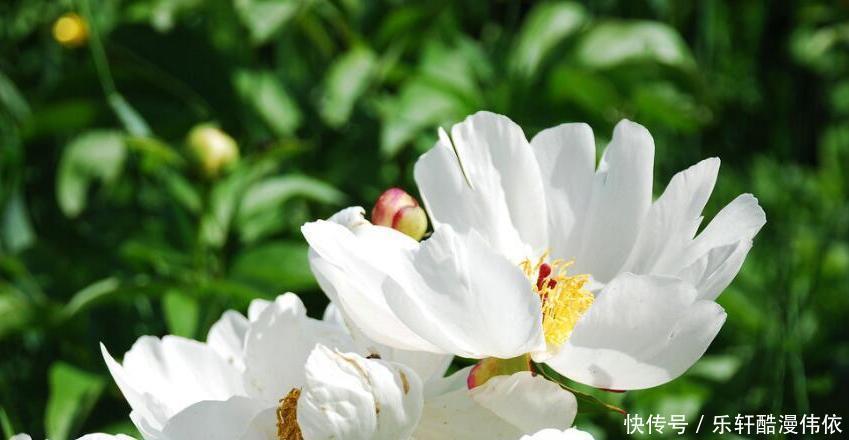 让他们|什么样的异性容易吸引十二星座的注意力狮子讲究势均力敌