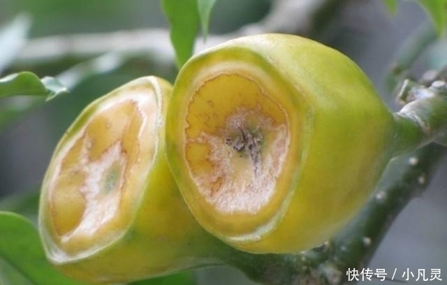 猕猴桃|它才是真正的“维C之王”，维C含量是猕猴桃的84倍，却少有人吃过