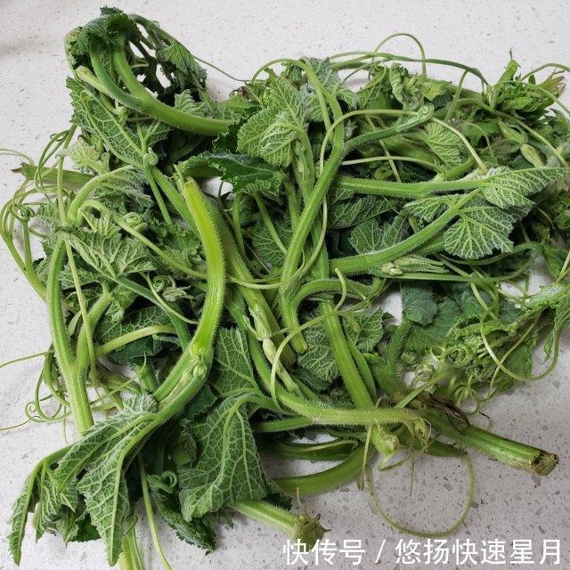 清炒|清炒南瓜苗,清脆爽口的农家菜