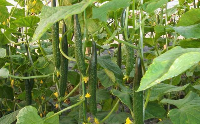 天天|家里的青瓜熟了, 天天这样吃你受得了吗