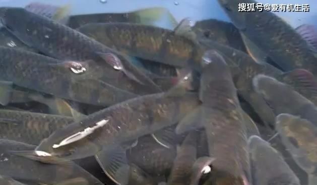 红烧|农村这种鱼，一般生长在水流清澈的小溪里，咬钩凶猛，红烧之后鲜香不腥