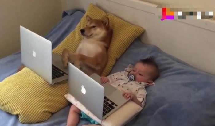 柴犬|笑出眼泪!柴犬才是宝宝的亲生父亲吧!柴柴:铲屎的,我们谈谈!