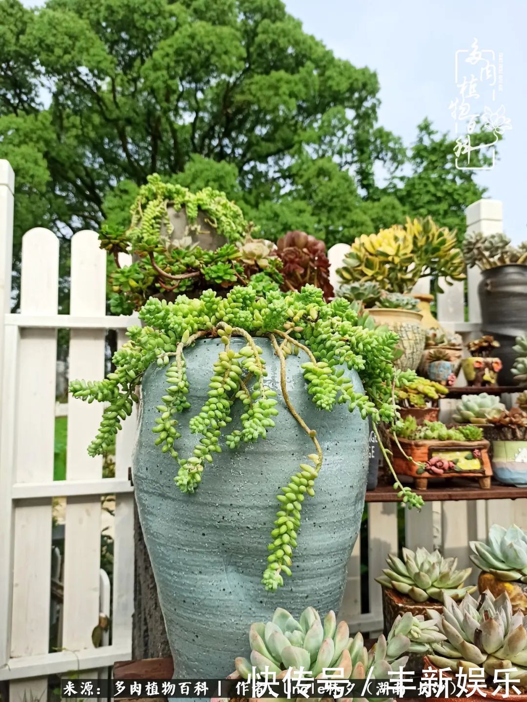  泡一壶|多肉庭院慢生活种一片多肉，喝一杯果酒，泡一壶清茶！