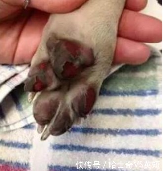 爪子|为什么狗狗爪子不让碰？肉垫的6个作用，看完默默缩回我的手
