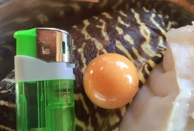  珍珠|男子出海打鱼，意外捞到一超大海螺，打开之后笑得合不拢嘴