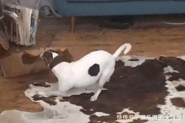 姑娘|GIF搞笑趣图: 日本最清纯的姑娘, 请问你看到她对她还有仇恨吗?