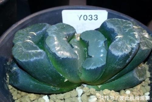 全球|盘点全球昂贵8类多肉,养过其中3种,我跪下抱大腿,乖乖叫土豪