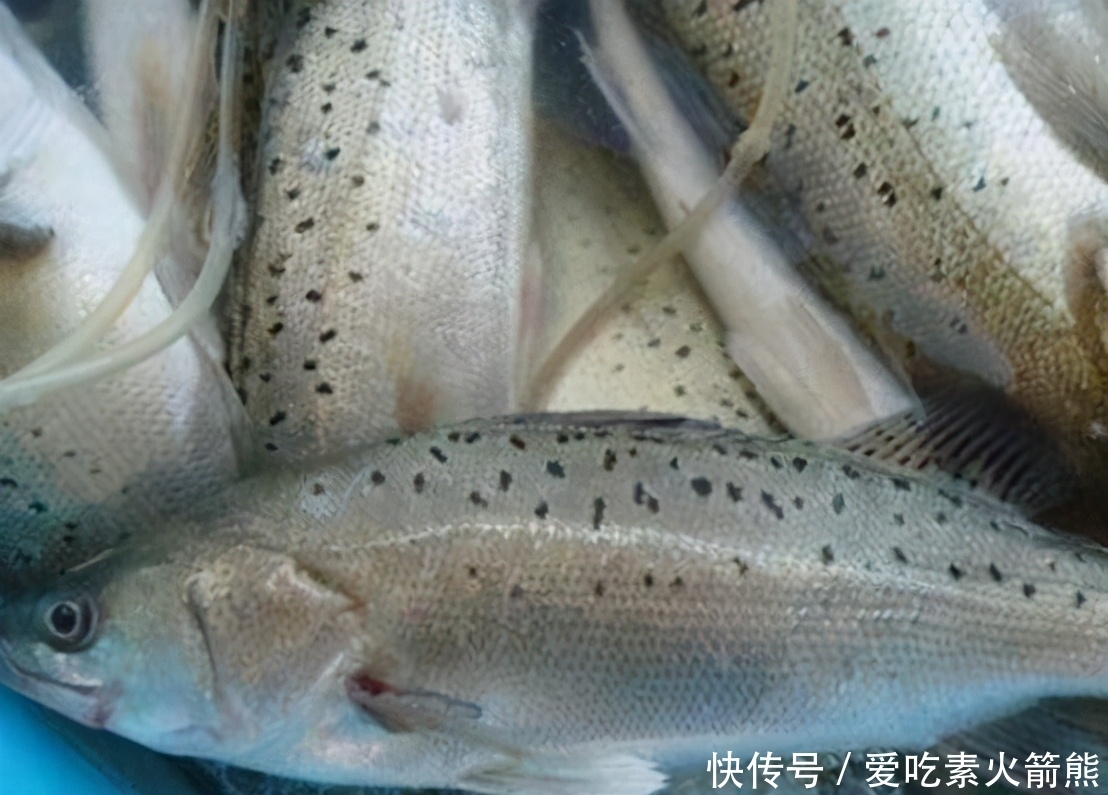 忽悠|买鲈鱼别只会看大小,好不好吃就看4点,鱼贩:这人不好忽悠