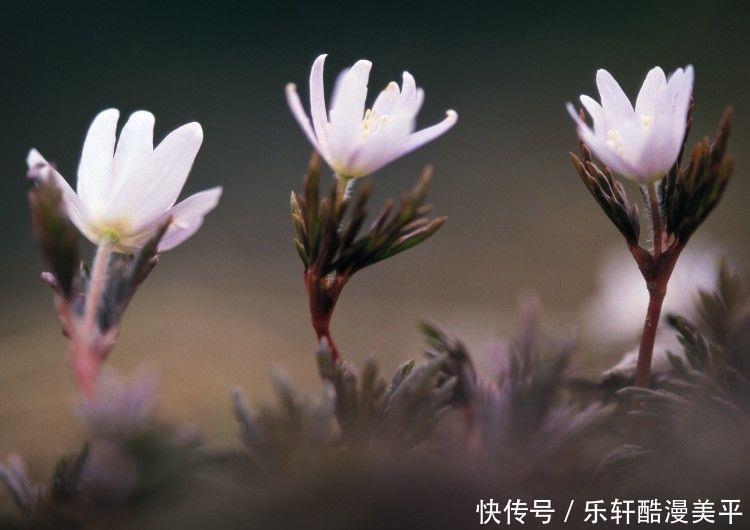 倍增|未来一年好运精彩纷呈,财门广开、福气倍增,日子既富又贵的生肖