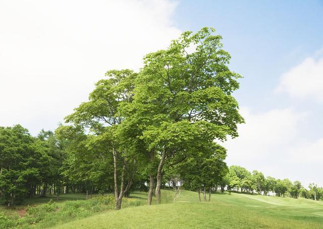  分布|过山峰分布在我国的哪些地方，它为什么不是眼镜蛇属动物