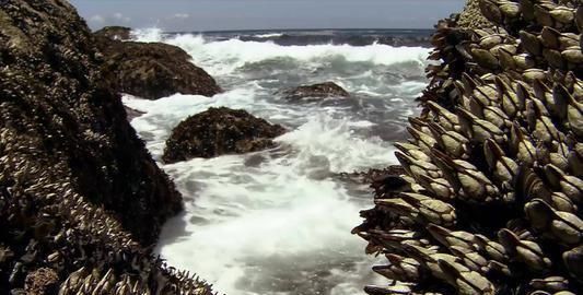 世界|世界“最贵的海鲜”价值达上万元,渔民却不想去打捞