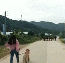 搞笑|搞笑GIF:你这车牌太牛了啊!卖出去比你的车都要贵