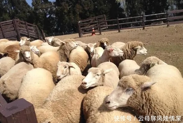  亲华|亲华总统果然讲信用，答应捐赠中国的30000只羊，将分批移交