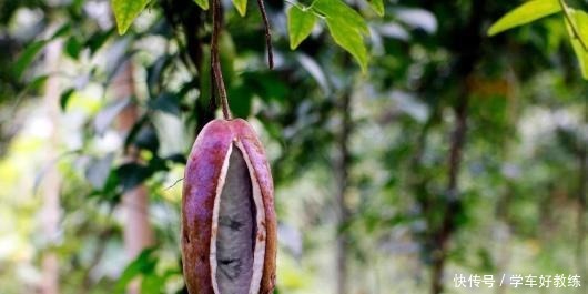 日本|日本土豪吃得起的水果,一斤上百,在中国满山都是却不稀罕捡