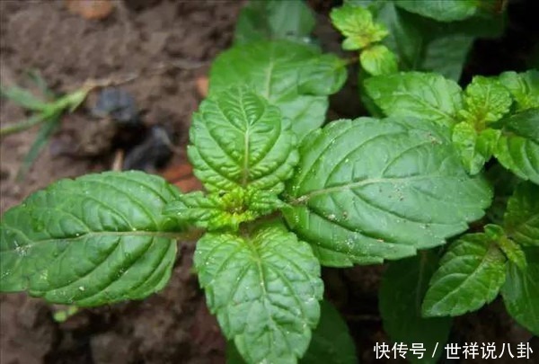  潮汕|潮汕草粿、龟苓膏、黑凉粉，傻傻分不清，长得一样却不是一种东西