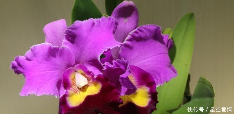  财神|8月开始财神请进门，赚得到钱，子孙满堂的四大生肖