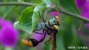 诗经|《诗经》这句诗错了一千年, 还在继续错下去