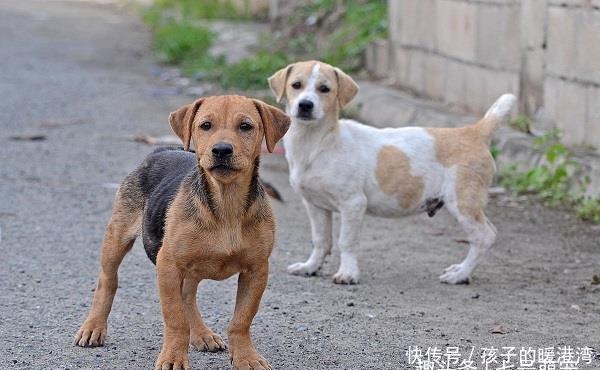 爷爷|女子怕狗伤人拦住小孩，却被孩子爷爷撞倒，网友愤怒：坏人变老了