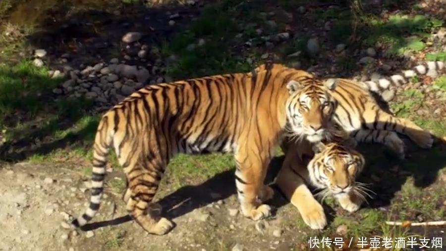  吊睛|传说中有三头吊睛白额猛虎，武松打了一头，另外两头被谁打了？