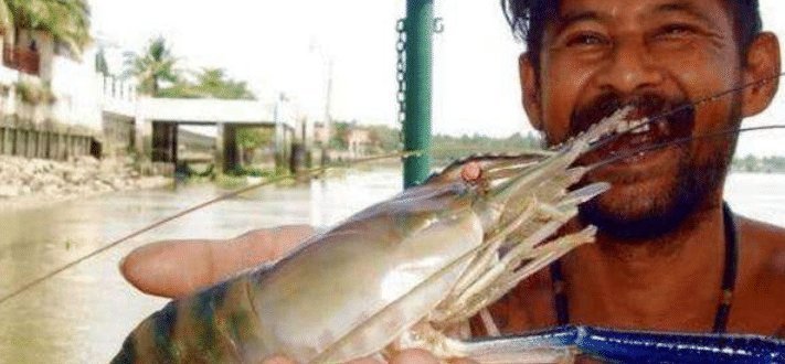 问号|湄公河大虾个个都有1米长,越南人满脸问号中国吃货咋就不吃了