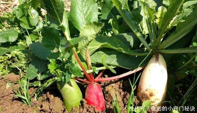 根茎|叶子比根茎好吃,含钙量是牛奶的3倍,好多人不知道,扔掉好可惜