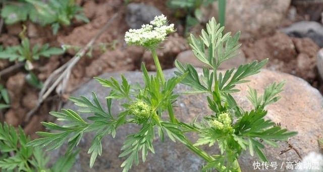  儿时|老人叫它“蛇床”，儿时见了避开，殊不知果实60元一斤，遇见赚了