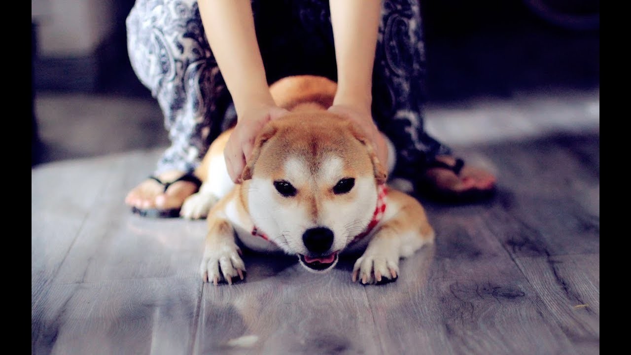  支付宝|支付宝推出宠物保险，保费399元可报销1万元，该为顽皮狗买一份？