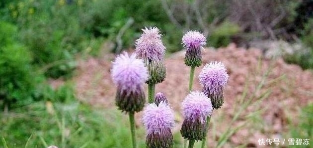  喂猪|农村常见的刺儿菜，过去农民用来喂猪，没想到它还有这些用处！