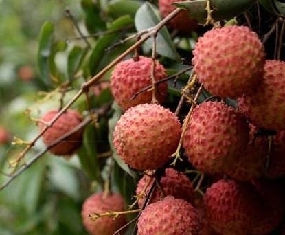 男子|男子偷荔枝摔断腿,家属索要赔偿,果农一句话让所有人都沸腾了!