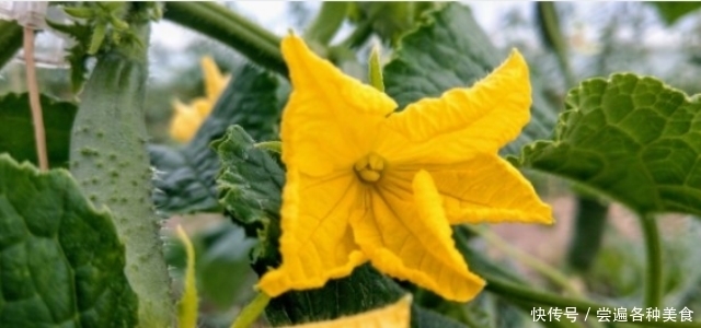 标准|带花黄瓜吃不得?弯直是判断黄瓜是否有害的标准?