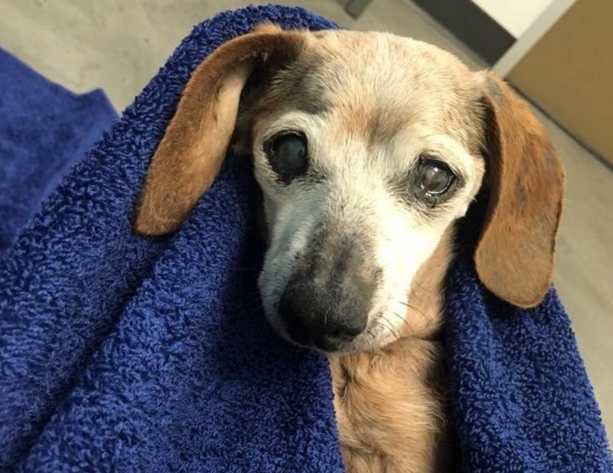 去世|寒心主人去世未久,18岁老狗被家人赶走,一张合照暖了众人心