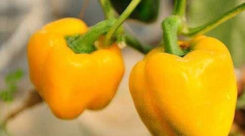 朝天椒|4种辣到极点的辣椒,朝天椒只能排最后一位,第一名辣到无法想象