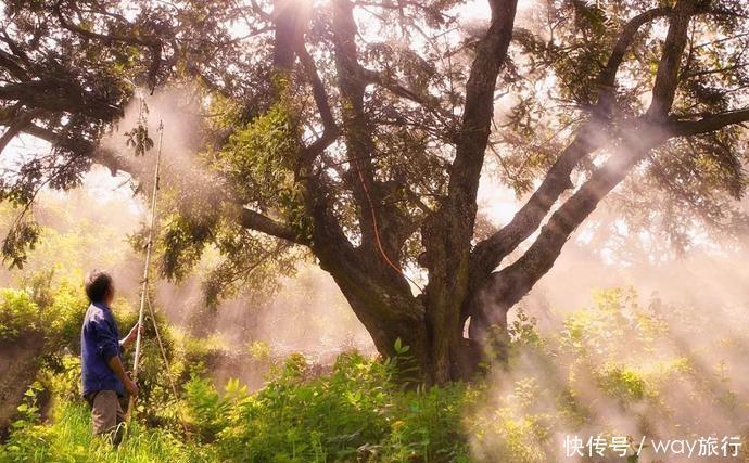  森林|高温席卷的初夏，不如去这些堪比童话仙境的小众森林里乘个凉！
