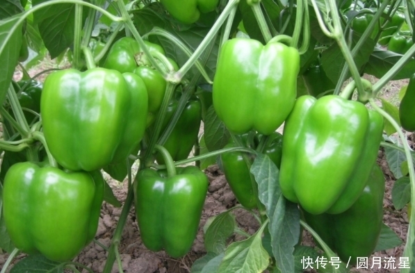 好处|常吃青椒,2大好处在等着你,但3个禁忌需要你注意,不懂亏大了