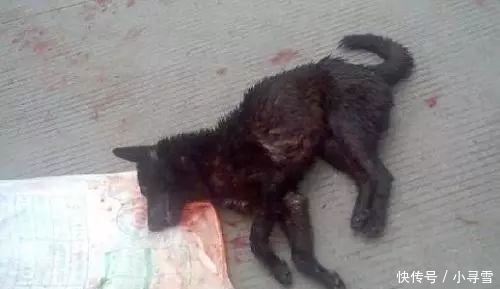  咬伤|6岁男童被狗咬伤 反被赔狗主人索赔2万：小孩的命没狗值钱？