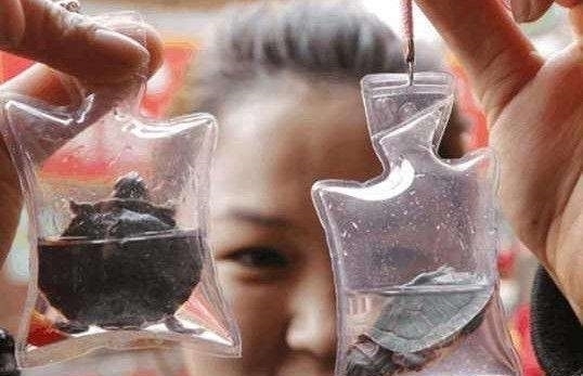 闷死|男子将活体小动物装在袋内活活闷死,做成钥匙扣卖游客月入万元