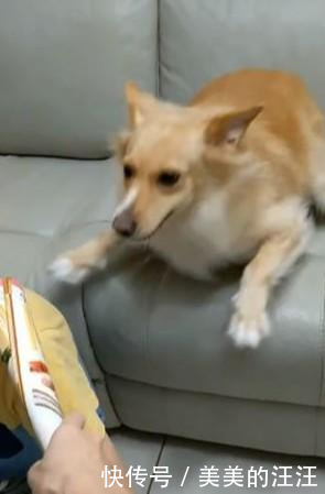 保护|妈妈假装拿起报纸要打人，狗狗立刻生气，试图用吠叫保护小主人