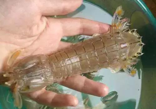 皮皮虾|买了一斤65的皮皮虾菜，全熟了吃还是不吃