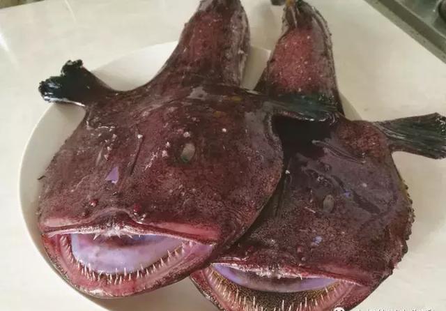 味道|鮟鱇鱼炖豆腐,鲜美的味道,但是你知道鮟鱇鱼啥样吗?